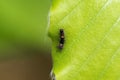 apourer Moth Orgyia antiqua caterpillar.